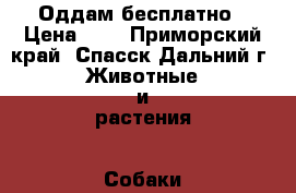 Оддам бесплатно › Цена ­ 0 - Приморский край, Спасск-Дальний г. Животные и растения » Собаки   